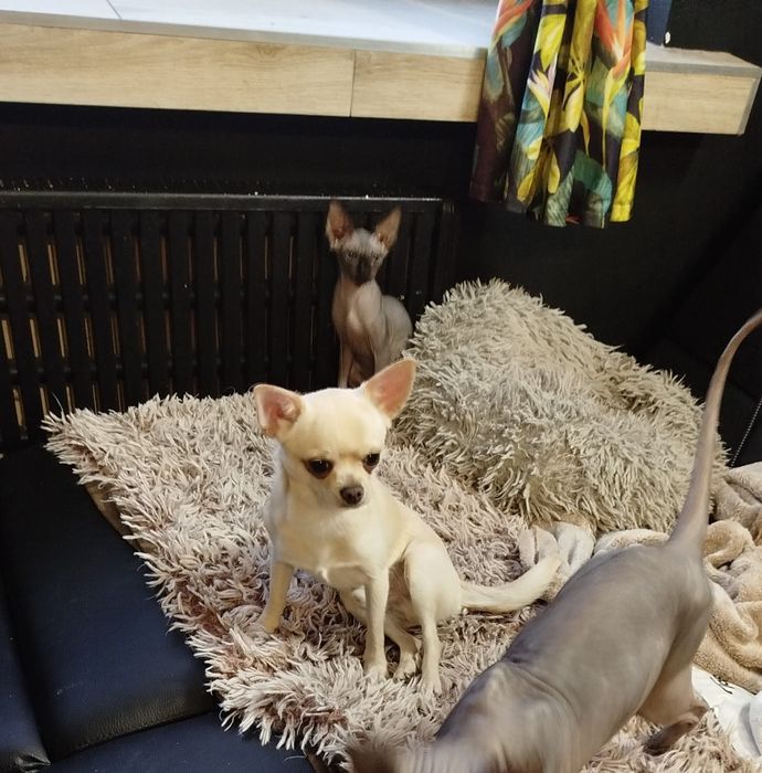 Piesek Chihuahua z rodowodem