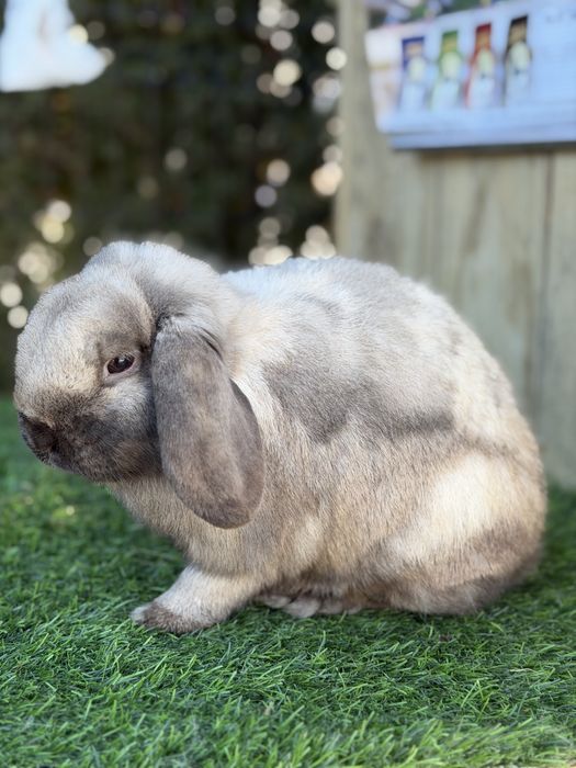 Samiczka mini lop karzełek miniaturka salander