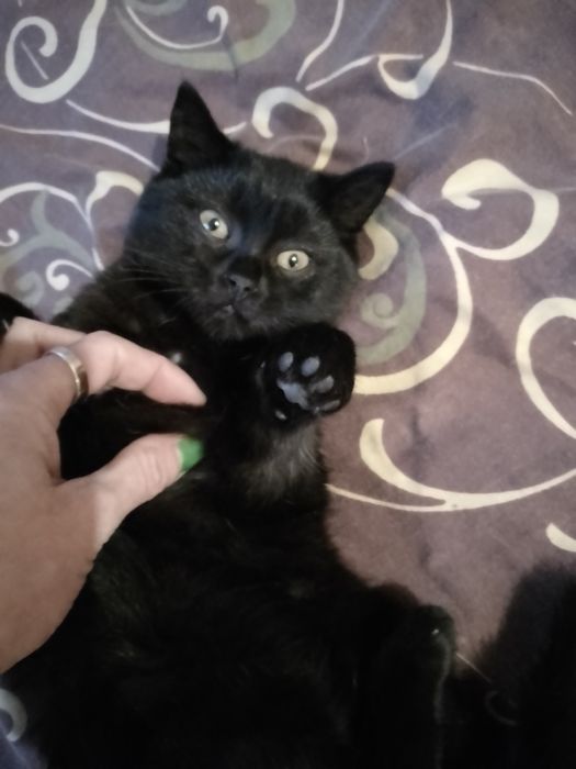 Чистокровні шотландські кошенята