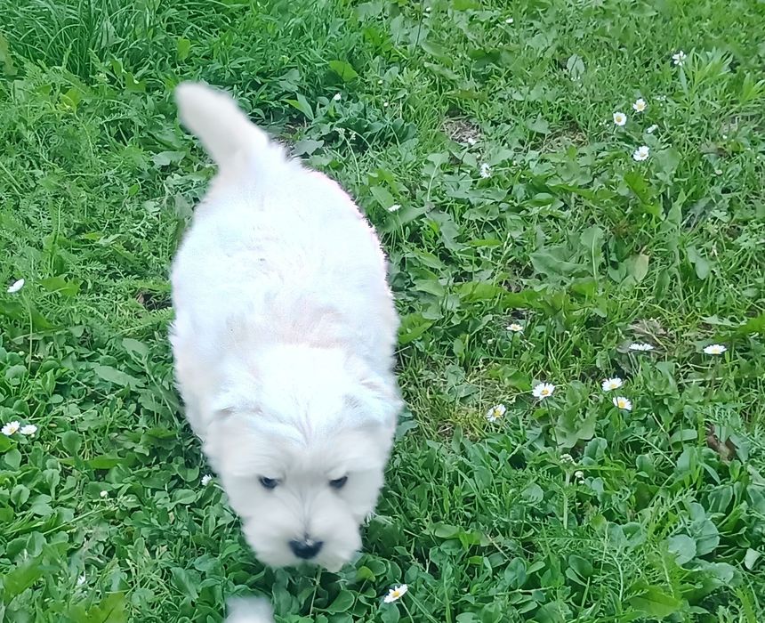 West highland white terrier