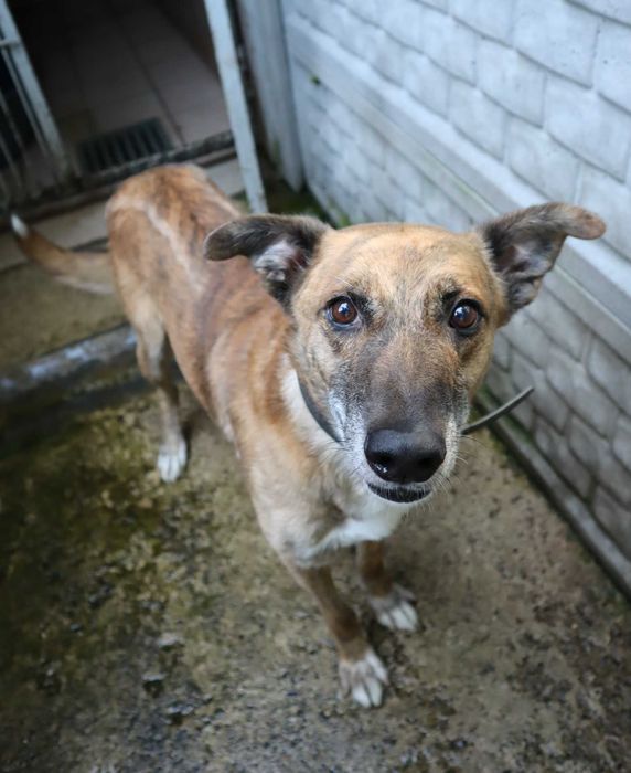 Muscari czeka na dom...