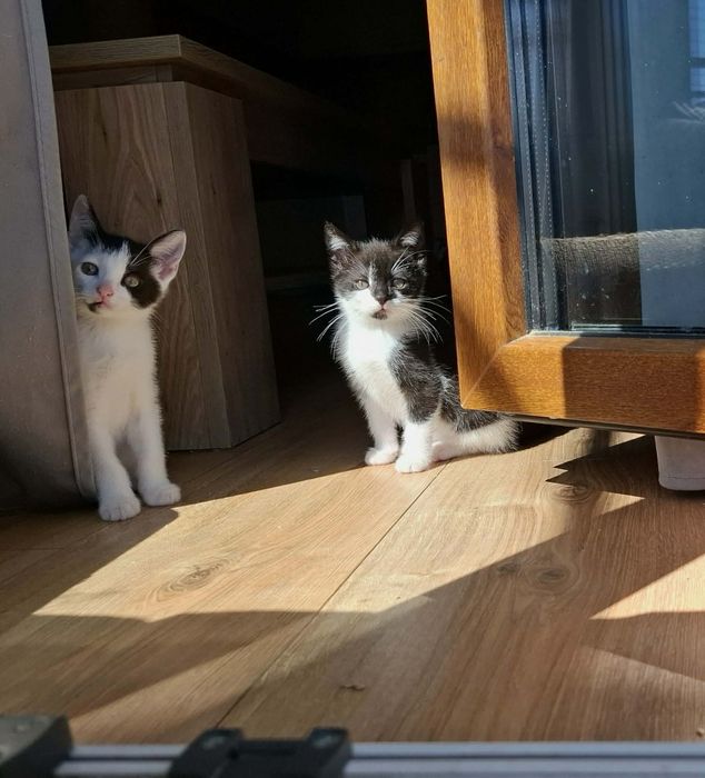 Cudne kociaki, kotki do adopcji,  kot, kotek