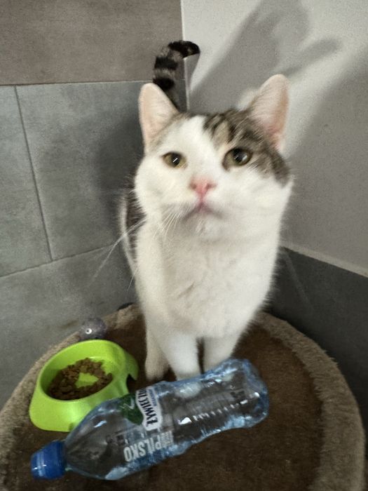 Petka kotak szuka domu