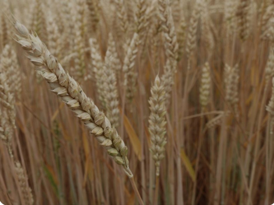 Pszenica ziarna/mielona na mąkę, paszę