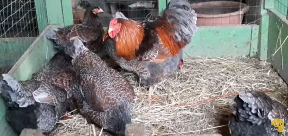 Інкубаційні яйця кури Віандот чорне золото