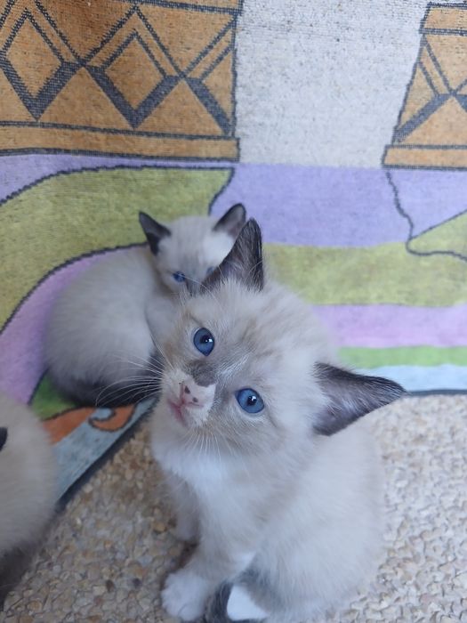 Dou 1 gatinho e 3 gatinhas siameses com 1 mês e meio
