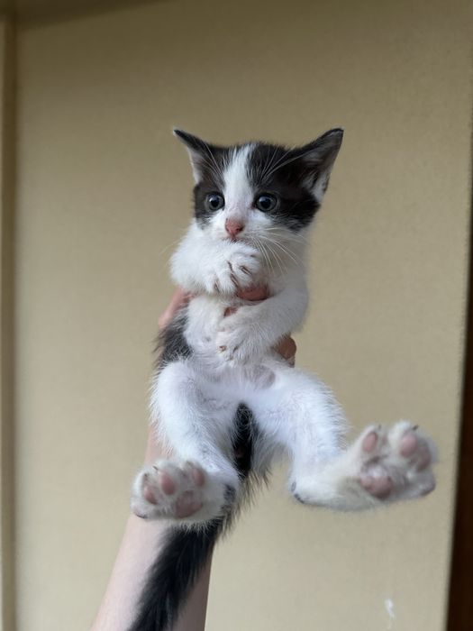 Котики в добрі руки