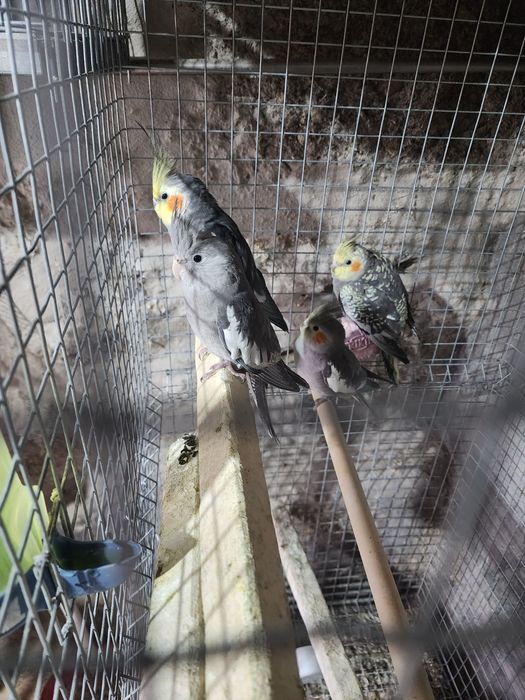 Caturras deste ano 2025