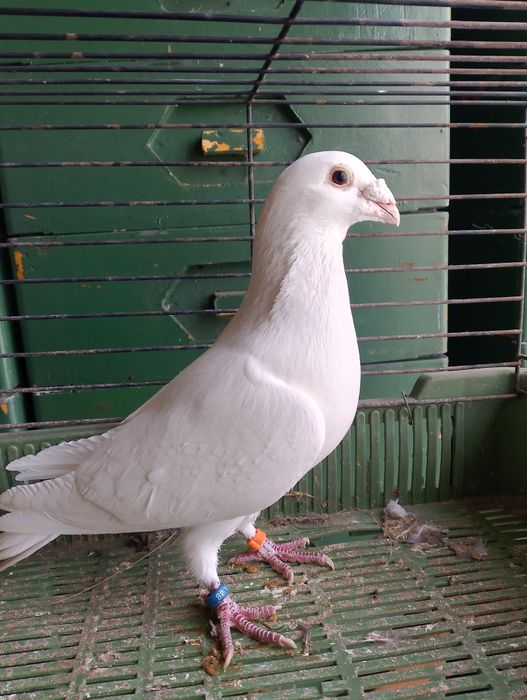 Sprzedam gołębia pocztowego samiec