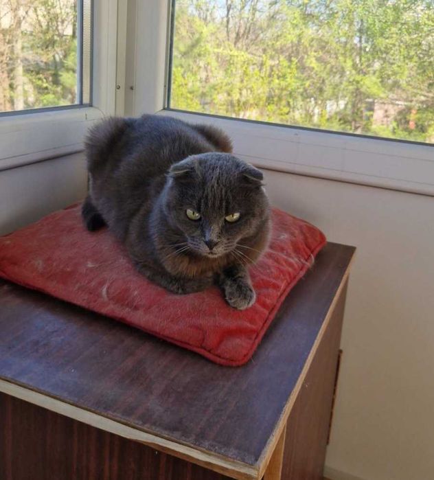 Шотландская вислоушка кошечка Мася ищет свою семью!