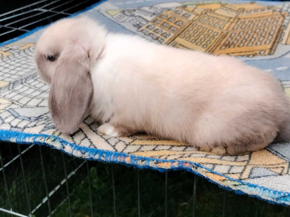 Króliki baranki mini