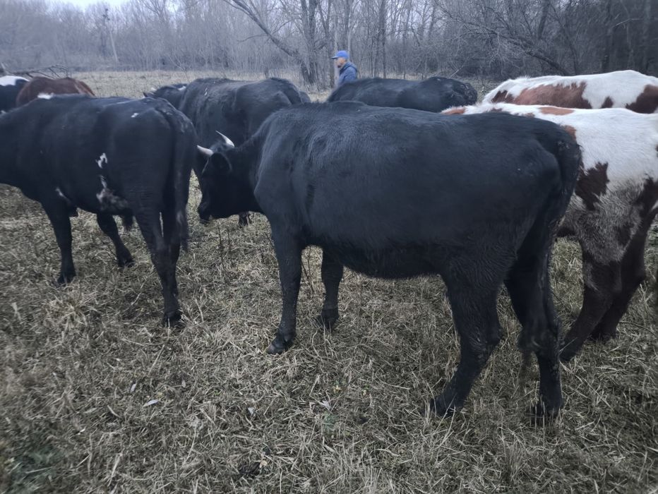 Продам глибоко тільних телиць. Крс