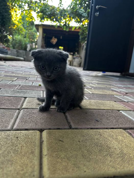 Продаж любячих кошенят