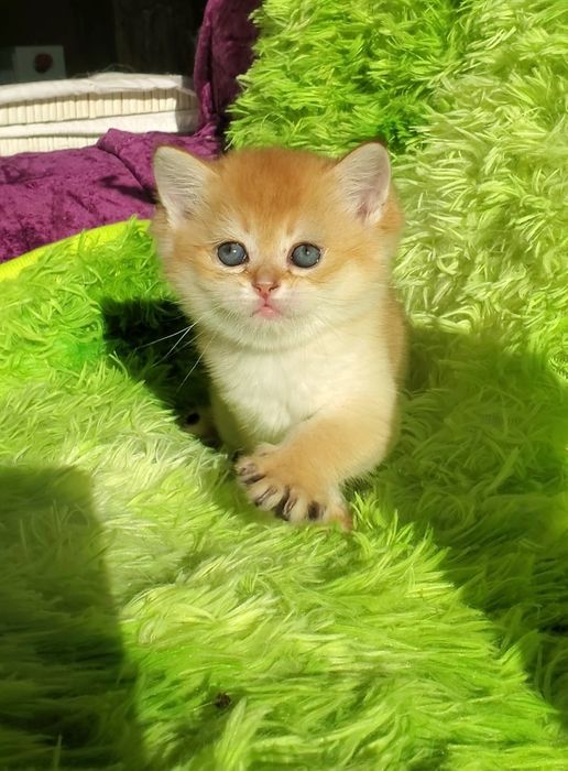 Нежные и забавные малыши. Ручные котята золотая шиншилла.