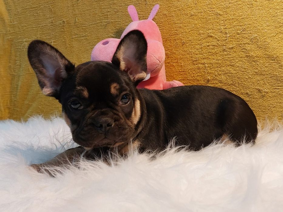 Bulldog Francês Black Tan Macho
