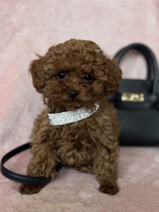 Красунечки  той пудель