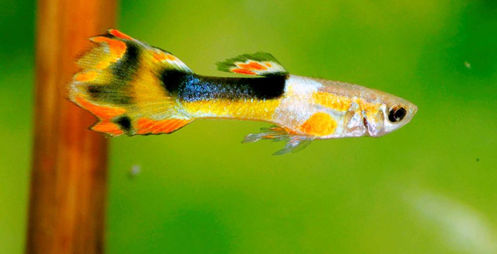 Gupik Endlera odmiana RED CHEST - Poecilia wingei - dowóz, wysyłka