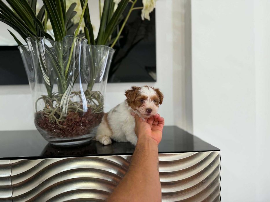 Yorkshire Terrier  Miniatura FEMEA BRANCA E CHOCOBERRY TAN de olhos azuis