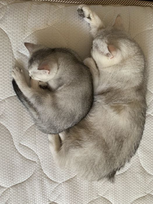 Кошеня шиншила срібна британець