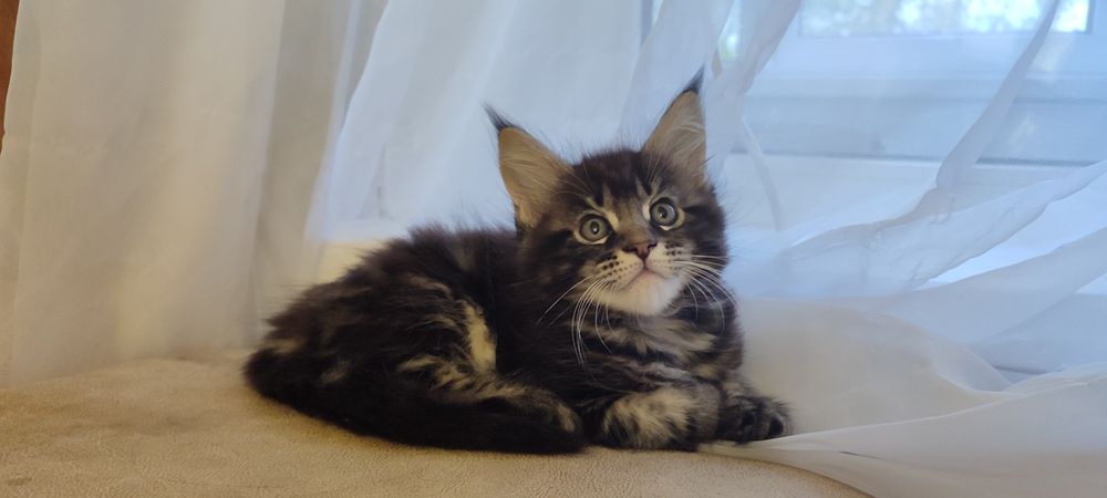 Кошенята породи Мейн-кун