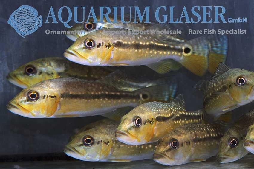 Cichla mirianae (fogo) wild