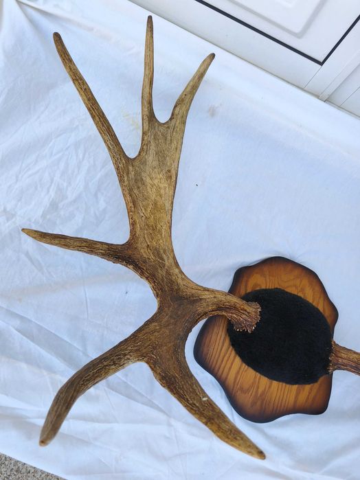 Galhada de Alce Canadiano / Troféu de Caça com Base de Madeira / Comprimento 125cm.