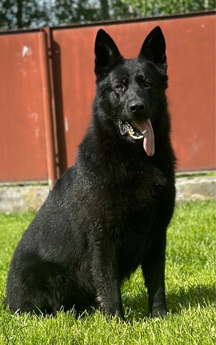 Неміцька вівчарка Вязка