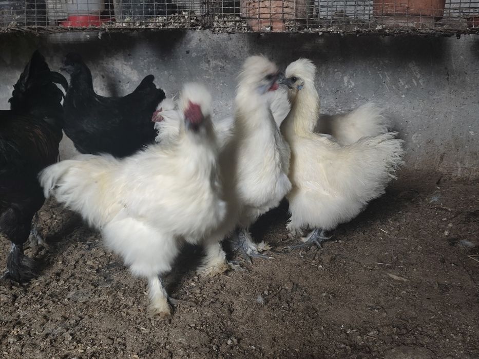 Coquinho sedoso branco