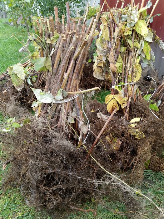 Witam sprzedam sadzonki maliny polonez