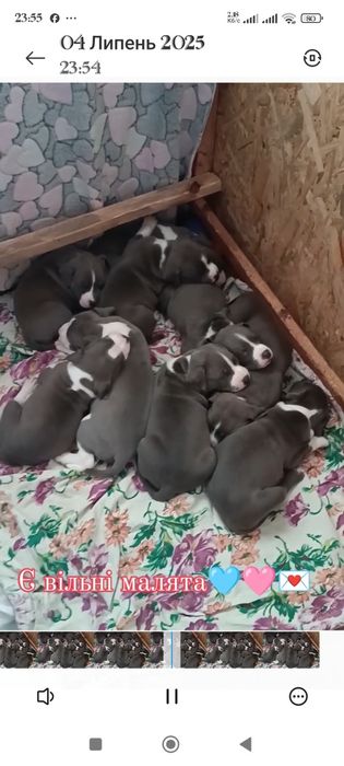 Блакитні Амстафята,розплідник КСУ