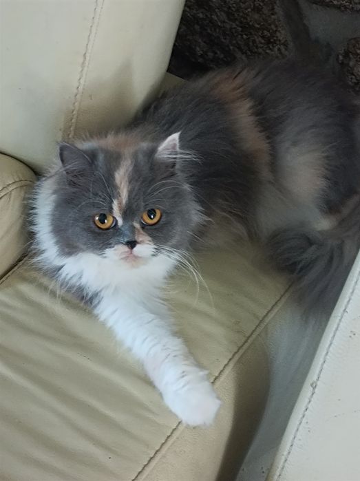 GATINHOPersa fabuloso