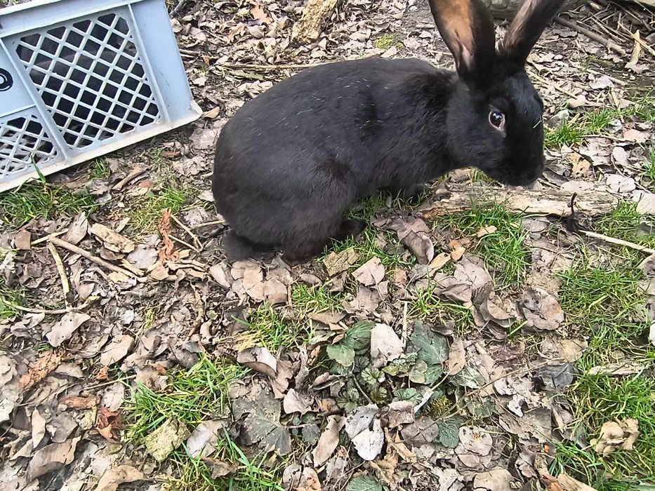 królik samica  młoda