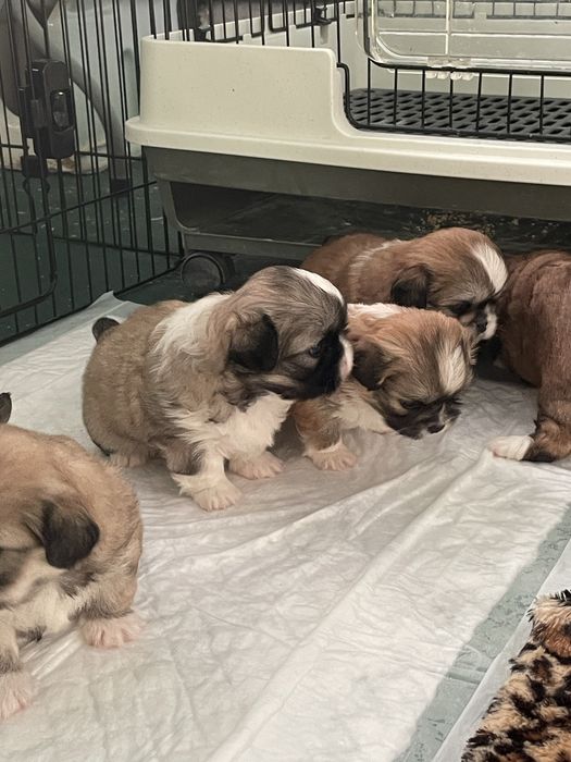 Lindo cachorro de Pequines/ Pequinois