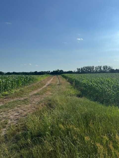Działki rolne z potencjałem inwestycyjnym – Marcinkowice, gm. Oława, 1 hektar - Widok 4