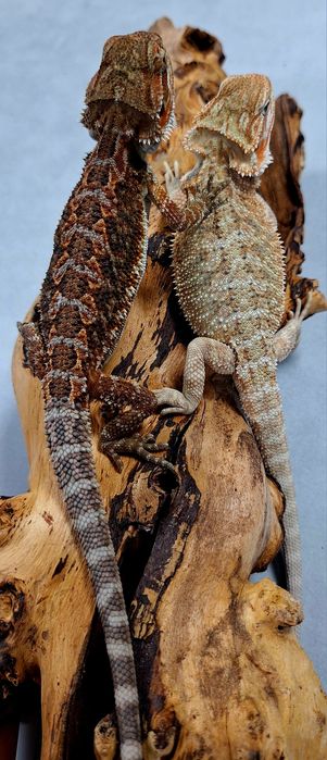 Agama brodata młode samice.