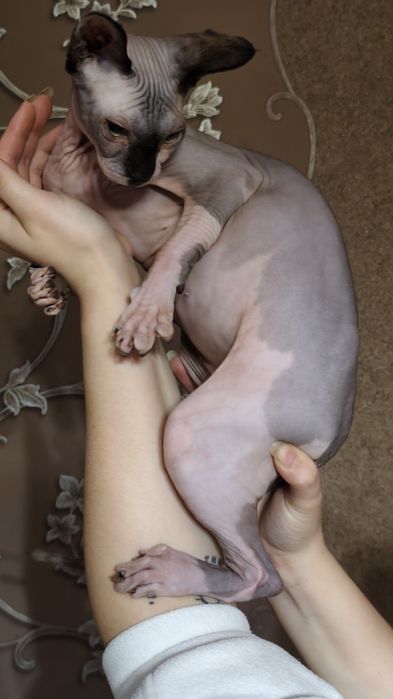 Котята Канадского Сфинкса