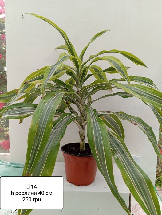 Драцена  Лемон лайм , Драцена Маргіната ,юка