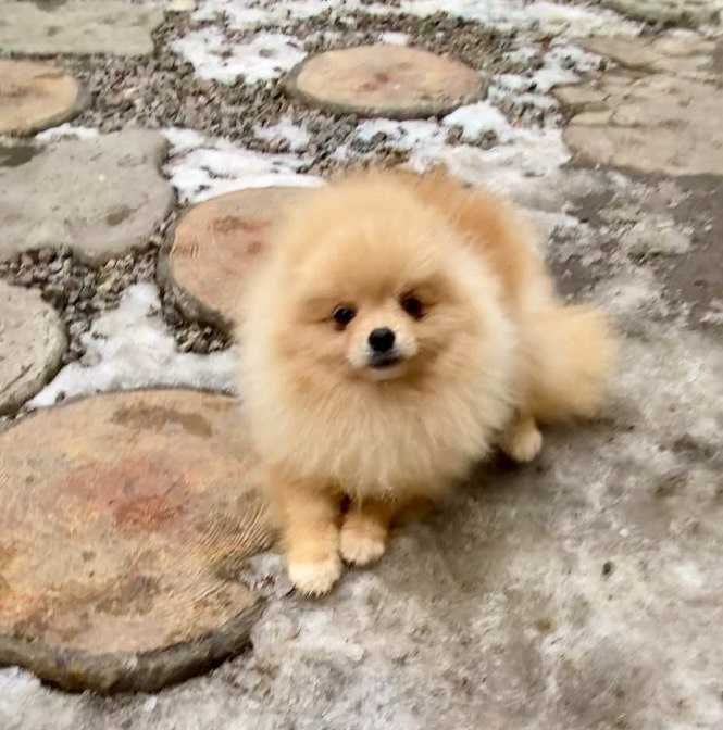 Мини шпиц Мальчик и Девочка