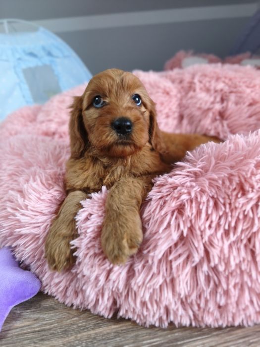 Irishdoodle badania genetyczne Doodle seter irlandzki