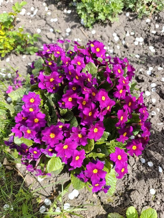 Примула садовая трёх видов