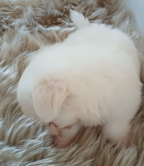 Piesek Rasy Coton de Tulear ZKwP/FCI