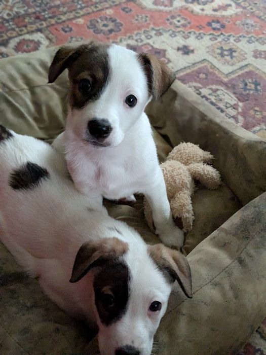 девочки в поисках семьи