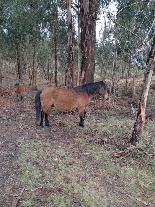 Cavalo Garrano puro com 6 anos