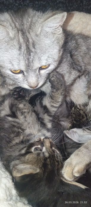 Гарнюня котик британський віскас