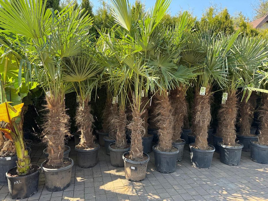 Trachycarpus fortunei palma mrozoodporna duża do ogrodu taras egzotyczna