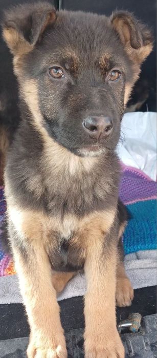 Німецька Вівчарка цуценя