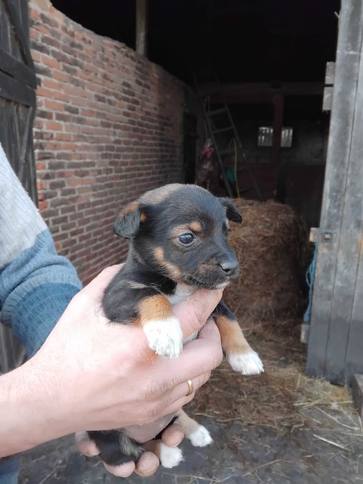 Szczeniaki oddam za darmo