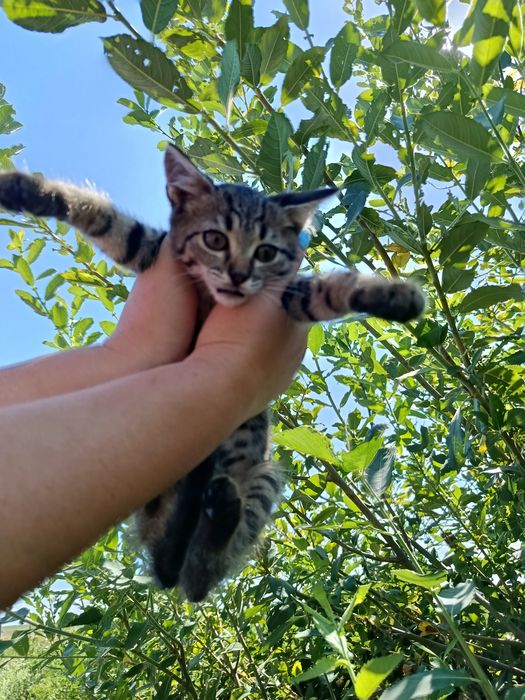 Подарую котиків в добри руки