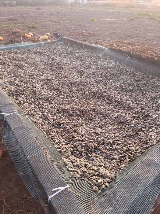 Для споживання та олії. Насіння голонасінного гарбуза. Урожай 2025