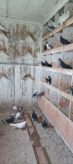 Sprzedam gołębie .